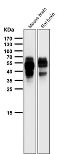All lanes use the Antibody at 1:2W dilution for 1 hour at room temperature.