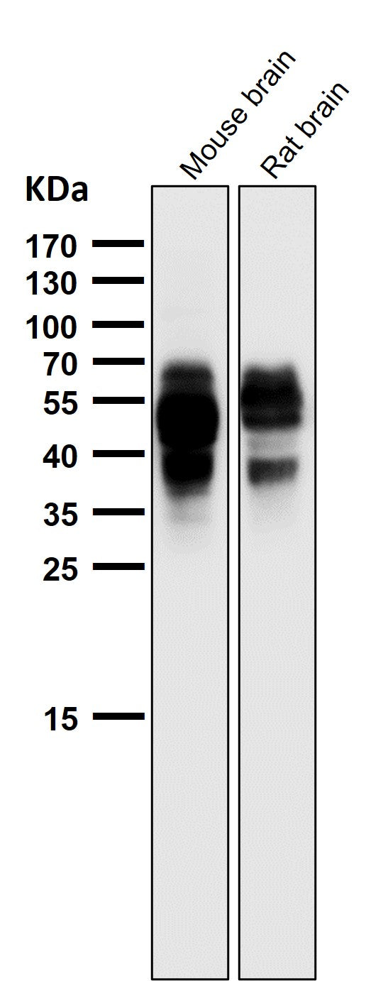 All lanes use the Antibody at 1:2W dilution for 1 hour at room temperature.