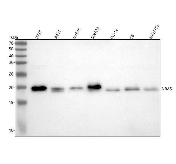 Anti-KRAS+HRAS+NRAS Rabbit Monoclonal Antibody