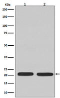 Western blot analysis of Ras expression in (1) C6 cell lysate; (2) Jurkat cell lysate.