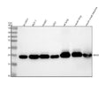 Anti-Ras NRAS Rabbit Monoclonal Antibody
