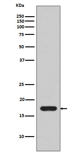 Anti-IL1 beta Rabbit Monoclonal Antibody