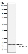 Anti-IL-1 beta Rabbit Monoclonal Antibody