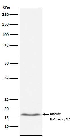 Anti-IL-1 beta Rabbit Monoclonal Antibody