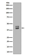 Anti-ERK1/2 MAPK3 Rabbit Monoclonal Antibody