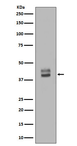 Anti-ERK1/2 MAPK3 Rabbit Monoclonal Antibody