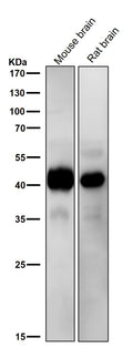 All lanes use the Antibody at 1:3K dilution for 1 hour at room temperature.