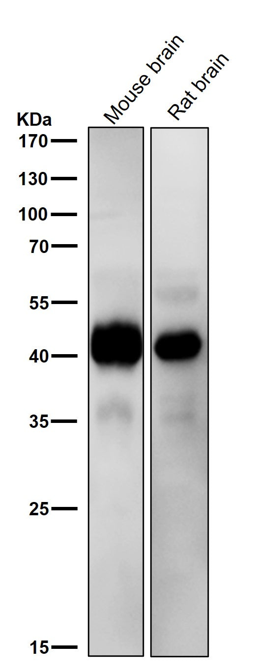 All lanes use the Antibody at 1:3K dilution for 1 hour at room temperature.