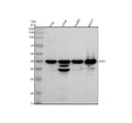 Anti-ERK1 MAPK3 Rabbit Monoclonal Antibody