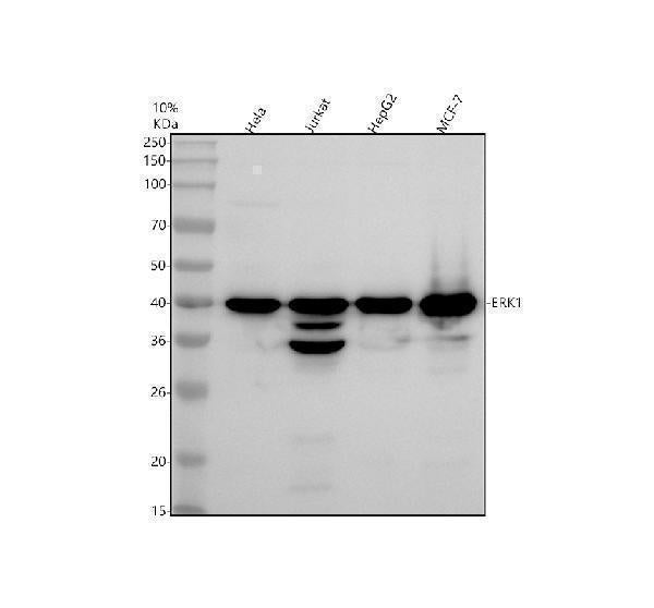 Anti-ERK1 MAPK3 Rabbit Monoclonal Antibody