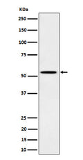 Western blot analysis of Phospho-Src (Y529) expression in A431 cell treated with EGF lysate.