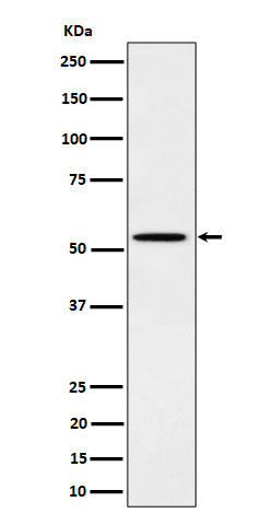 Western blot analysis of Phospho-Src (Y529) expression in A431 cell treated with EGF lysate.