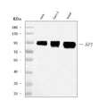 Anti-SP1 Antibody Picoband® (monoclonal, 3C4C3)