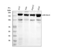 Anti-Drosha Rabbit Monoclonal Antibody