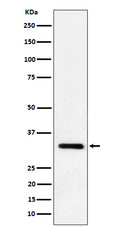 Western blot analysis of IL-33 expression in mouse lung cell lysate.