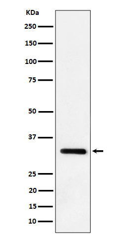 Western blot analysis of IL-33 expression in mouse lung cell lysate.