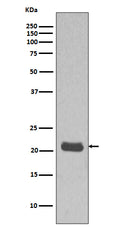 Western blot analysis MCF7 cell lysate using HRAS Antibody.