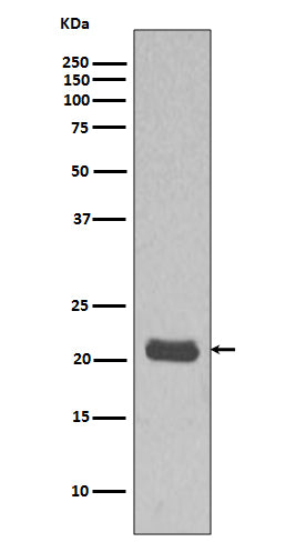 Western blot analysis MCF7 cell lysate using HRAS Antibody.