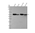 Anti-IRF7 Rabbit Monoclonal Antibody