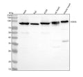 Anti-IKK beta IKBKB Rabbit Monoclonal Antibody