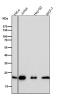 All lanes use the Antibody at 1:1W dilution for 1 hour at room temperature.