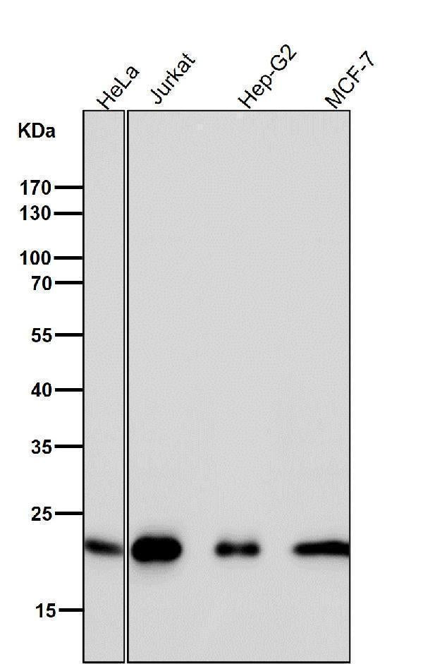 All lanes use the Antibody at 1:1W dilution for 1 hour at room temperature.