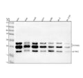 Anti-FGF2/Fgf Basic Rabbit Monoclonal Antibody