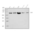 Anti-PARP/PARP1 Picoband® Antibody (monoclonal, 2I2H4)