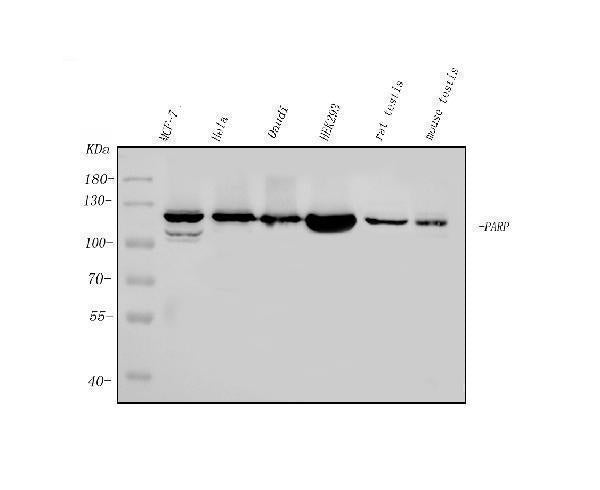 Anti-PARP/PARP1 Picoband® Antibody (monoclonal, 10E11)