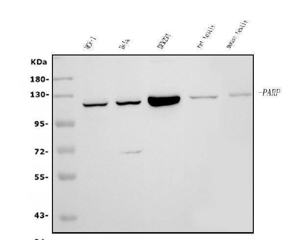 Anti-PARP/PARP1 Picoband® Antibody (monoclonal, 10G9)
