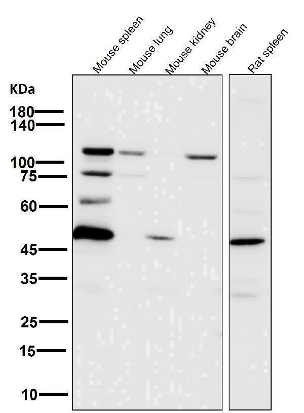 All lanes use the Antibody at 1:6K dilution for 1 hour at room temperature.