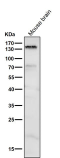 Anti-Brd4 Rabbit Monoclonal Antibody