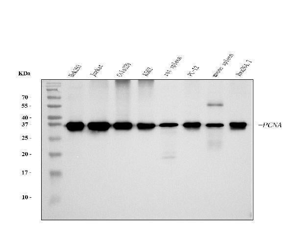 Anti-PCNA Antibody Picoband® (monoclonal, 2G2)