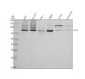 Anti-MLH1 Rabbit Monoclonal Antibody