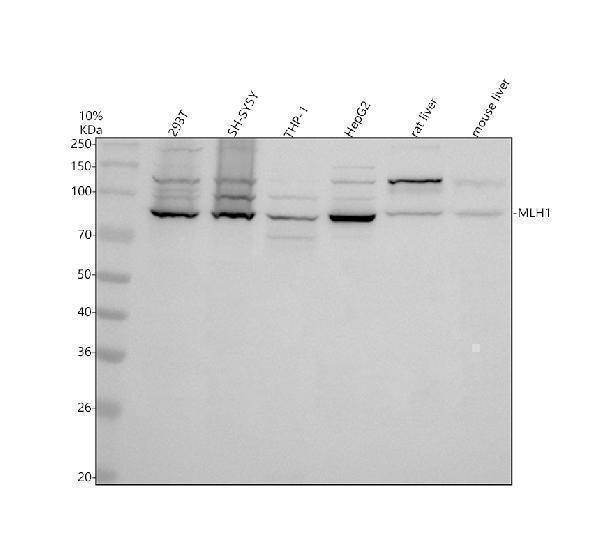 Anti-MLH1 Rabbit Monoclonal Antibody