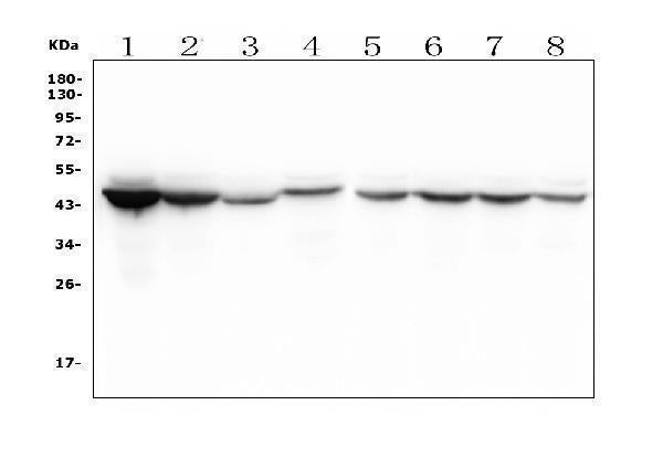 Anti-IDH1 Antibody Picoband® (monoclonal, 16H7)