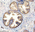 Anti-IDH1 Rabbit Monoclonal Antibody