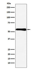Western blot analysis of CBS expression in MCF7 cell lysate.