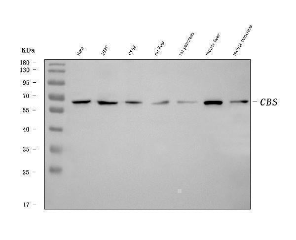 Anti-CBS Antibody Picoband® (monoclonal, 5B5D7)
