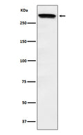Western blot analysis of Huntingtin expression in HeLa cell lysate.