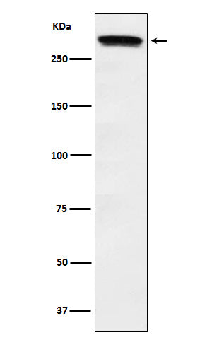 Western blot analysis of Huntingtin expression in HeLa cell lysate.