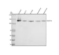 Anti-Dnmt3a Rabbit Monoclonal Antibody