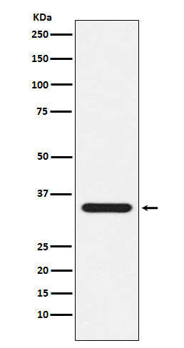 Anti-Presenilin 1 Monoclonal Antibody