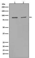 Anti-MMP9 Rabbit Monoclonal Antibody