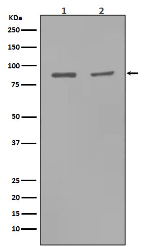 Anti-MMP9 Rabbit Monoclonal Antibody