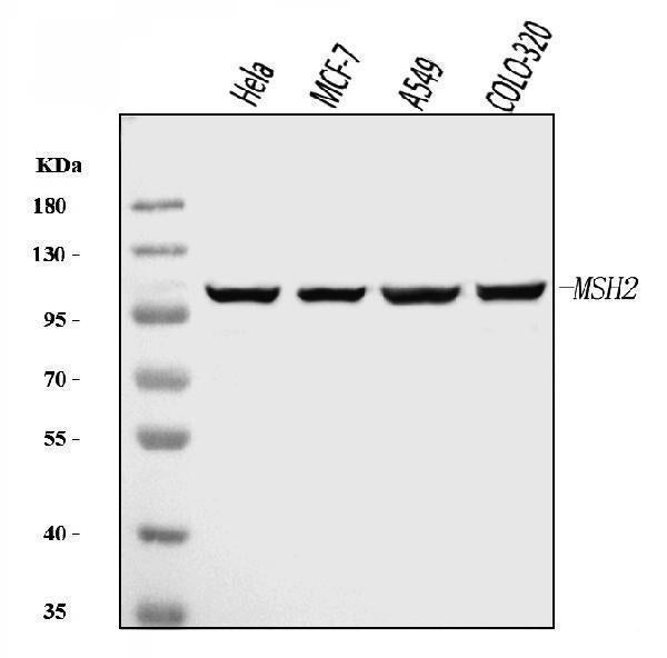 Anti-MSH2 Antibody Picoband® (monoclonal, 6B4F7)