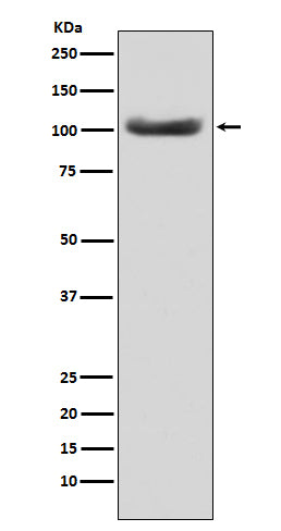 Western blot analysis of MSH2 expression in HeLa cell lysate.