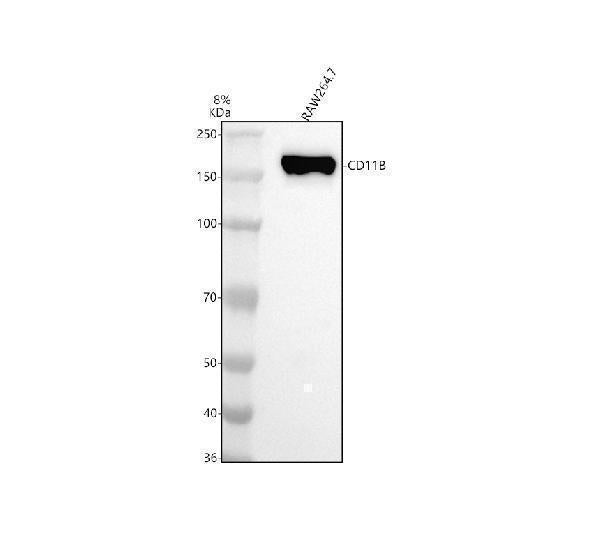 Anti-CD11b ITGAM Rabbit Monoclonal Antibody