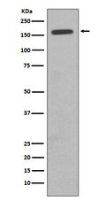 Western blot analysis of CD11b expression in TF1 cell lysate.