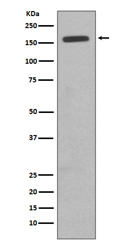 Western blot analysis of CD11b expression in TF1 cell lysate.